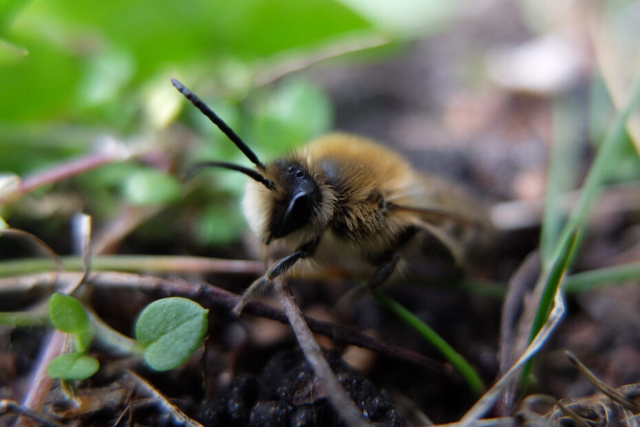 Mehr als die Hälfte der heimischen Wildbienenarten ist bedroht. Zeit zu handeln! © Stiftung für Mensch und Umwelt, Dominik Jentzsch