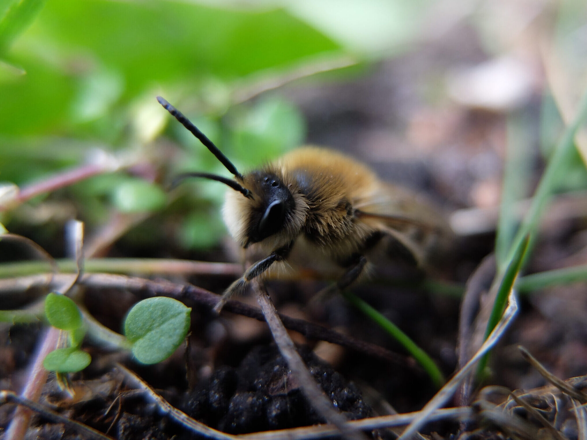 Mehr als die Hälfte der heimischen Wildbienenarten ist bedroht. Zeit zu handeln! © Stiftung für Mensch und Umwelt, Dominik Jentzsch