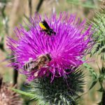 ©Judith Kuss_Löcherbiene und Honigbiene an einer Lanzett-Kratzdistel